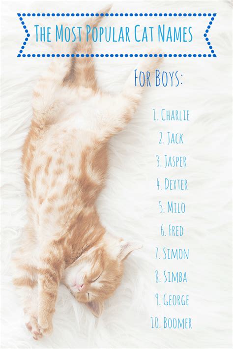 Top 10 Kitten Names For Boy Kittens In 2023 - cafe baruya