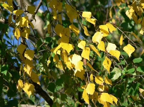 Free picture: birch, leaves, yellow