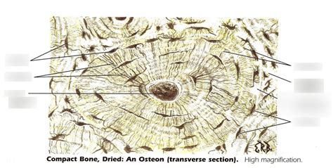 Bone Tissue Diagram / Diagram of an Osteon (BIO 1107) Diagram | Quizlet