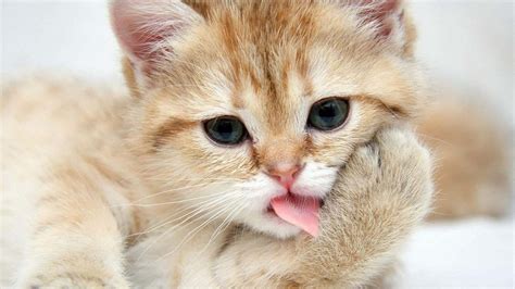 Funny Animal Wallpapers For Desktop