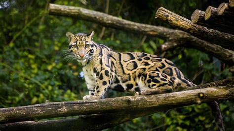 Clouded Leopard Wallpapers - Wallpaper Cave