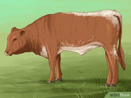 How to Identify Maine Anjou Cattle: 13 Steps (with Pictures)