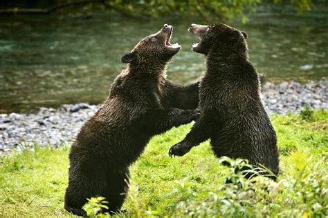 Two Grizzly Bears Fighting Photograph by Richard Wear