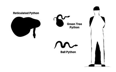 Reticulated Python (Malayopython reticulatus) Dimensions & Drawings | Dimensions.com