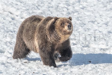 Grizzly Bear Walking In Snow – Tom Murphy Photography