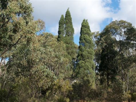 Goulburn River National Park