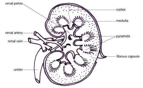 Physiological Anatomy of the Kidney ~ Human Anatomy