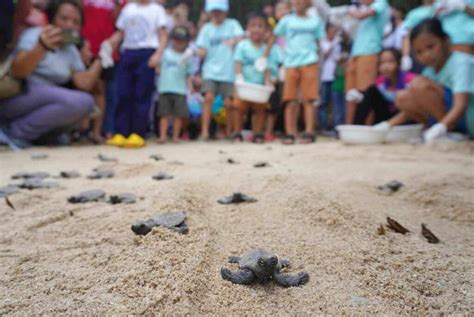 152 pawikan hatchlings released at Aboitiz Cleanergy Park - BusinessWorld Online