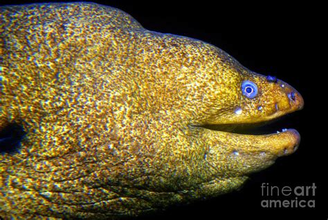 California Moray Eel, Gymnothorax mordax, Anguilliformes Photograph by Wernher Krutein