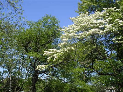 Dogwood trees in bloom | Dave Winer | Flickr