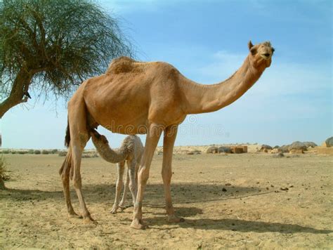 Baby dromedary camel stock photo. Image of infant, looking - 14368930