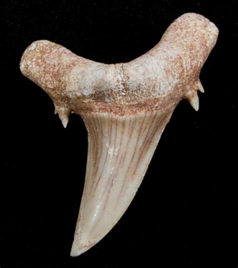 Striatolamia (Extinct Sand Tiger) Shark Tooth - Eocene (#3428) For Sale - FossilEra.com