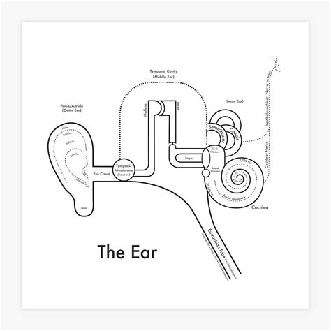 The Ear Diagram Print | Ear anatomy, Ear diagram, Anatomy