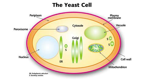 Yeast Cell Structure