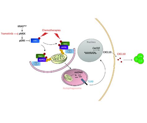 Mechanisms of immunostimulation by MEK inhibition. Schematic view of... | Download Scientific ...