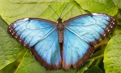 Blue Morpho Butterfly Predators