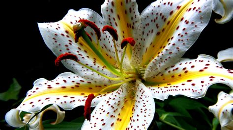 Free stock photo of flower, lily