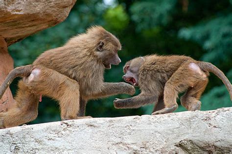 Monkey Fight Stock Photos, Pictures & Royalty-Free Images - iStock