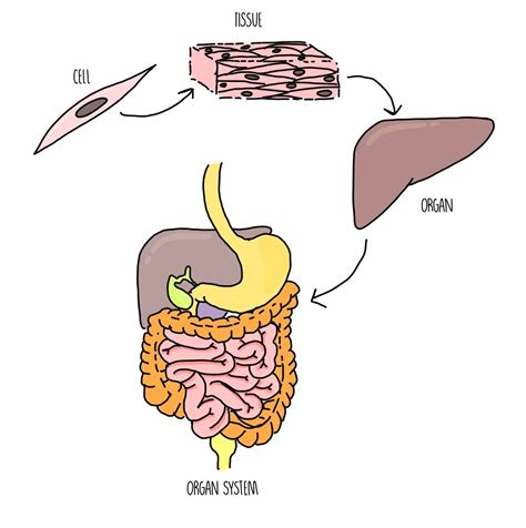 Animal Tissues, Organs and Organ Systems — the science sauce