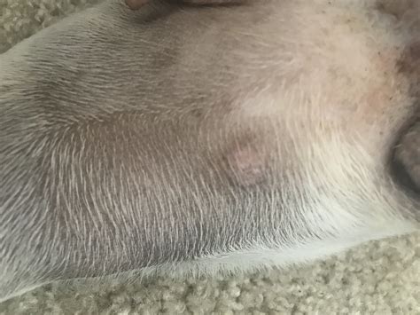 Either ringworm or staph. Round reddened dermatitis, with an increase ...