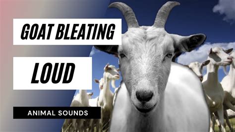 Goat Bleating Sound : Goat Funny Pretty Laughing Sounds Quotes Goats Face Sound Meme Screaming ...