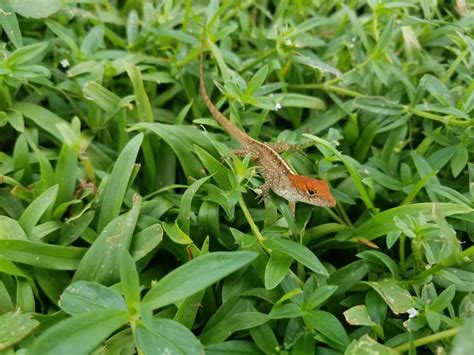 Red head lizard, what species of lizard is it? : whatisthisthing