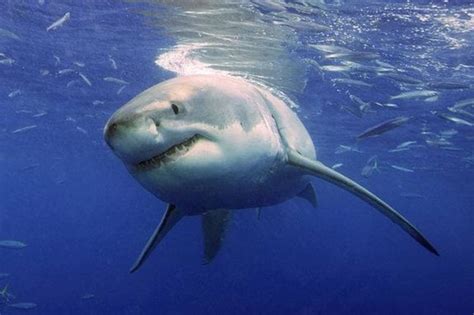 Pregnant great white sharks avoid males during two-year breeding cycle