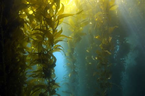 Green Seaweed Underwater