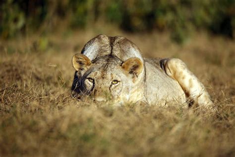 Lion Sneaking on the Ground Stock Image - Image of amboseli, lying ...