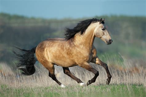 Lusitano Horse Breed Guide: Characteristics, Health & Nutrition | Mad Barn