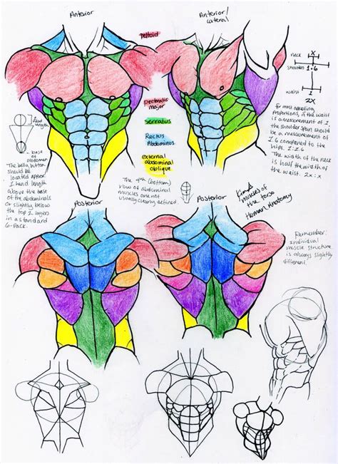 foreshortening anatomy study by Sachmoe64 on DeviantArt