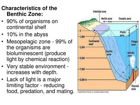 PPT - The Benthic Zone PowerPoint Presentation, free download - ID:4528632