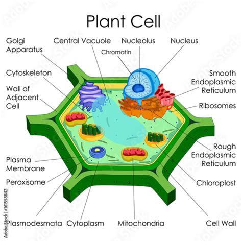 "Education Chart of Biology for Plant Cell Diagram" Stock image and ...