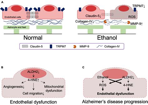 Frontiers | Impact of common ALDH2 inactivating mutation and alcohol consumption on Alzheimer’s ...