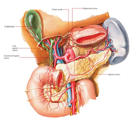 Celiac Trunk (Coeliac Artery/ Trunk, Celiac Artery) – Earth's Lab