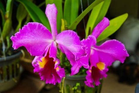 Beautiful Cattleya orchid | Cattleya orchid, Cattleya, Orchids