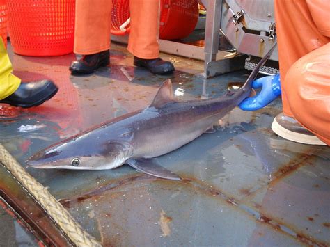 caught Silky Shark on an Ecosystems Surveys Branch Cruise - Earth Buddies