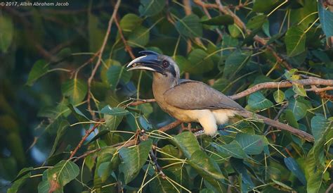 Indian Grey Hornbill nesting earlier in Indore - Bird Count India