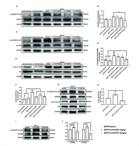 | Ligands of mGlu 2/3 receptors influence expression of phosphorylated... | Download Scientific ...