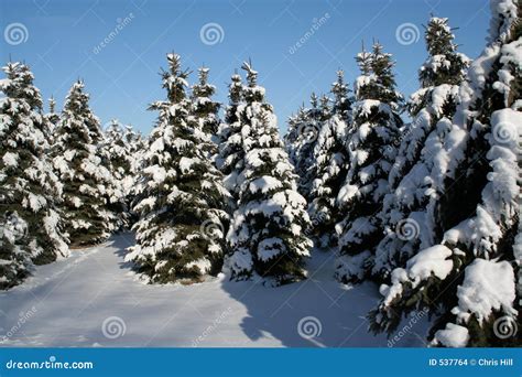 Snowy Evergreens stock photo. Image of flake, frozen, evergreen - 537764