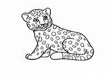 Cute Baby Leopard Coloring Page  Free Printable Pages sketch template