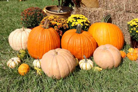 Squash and gourd - growing, caring for and harvesting squash and gourds (+ Video tips)