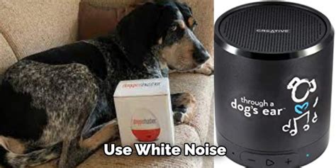 How to Block Out Barking Dog Noise | 12 Effective Ways