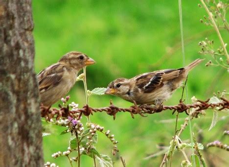 Free Images : nature, branch, fence, wire, wildlife, beak, sitting, fauna, cool image ...