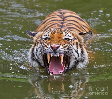 Angry Tiger Photograph by Louise Heusinkveld - Pixels