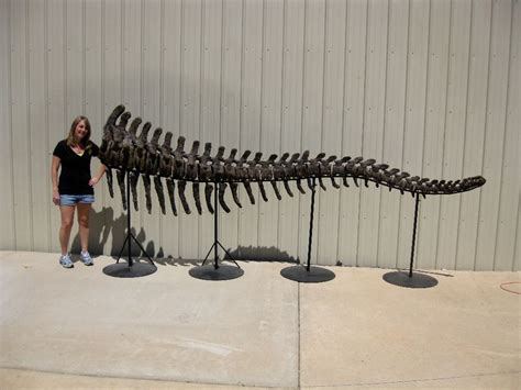 Camarasaurus Dinosaur Tail | Indiana9 Fossils | Dinosaur tails ...