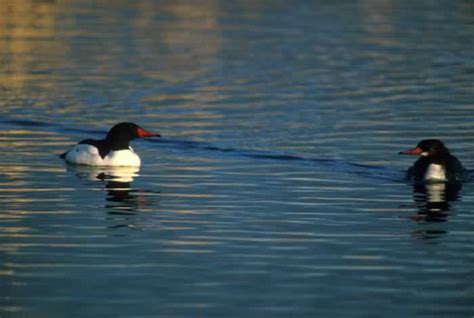 Common Merganser - Mergus merganser | Wildlife Journal Junior