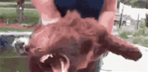 Angry Dog GIF - Angry Dog - Discover & Share GIFs