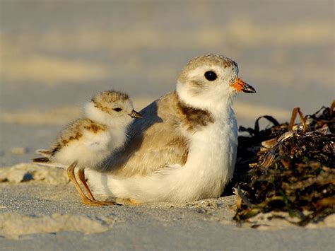 Piping Plover | Conservation de la Faune au Canada