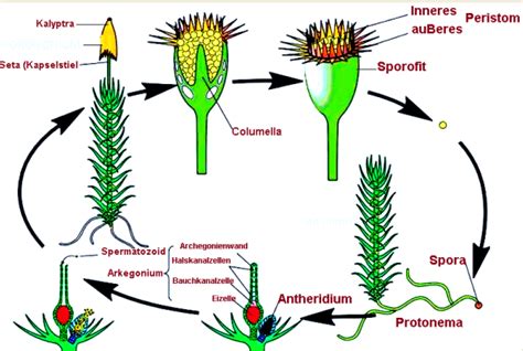 Metagenesis Tumbuhan Paku dan Lumut - Definisi Pengertian Secara Umum ...